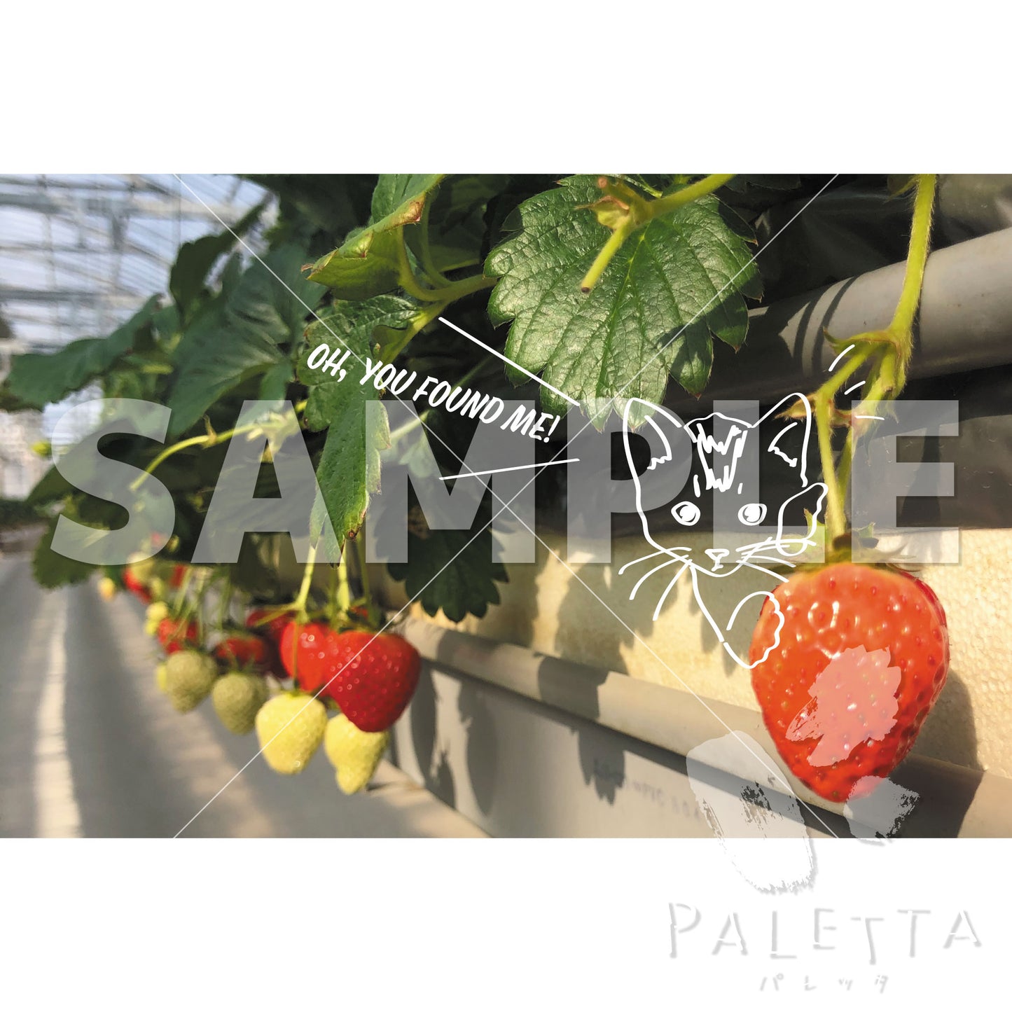 【Paletta】p02-04 イチゴ